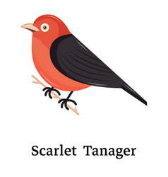 Scarlet Tanager