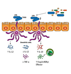 Stimulation Of The Regulatory T Cells