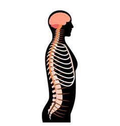 Spinal Cord Anatomy