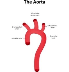 The Aorta and Aortic Arch Cartoon Royalty Free Vector Image