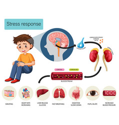 Stress Response Anatomical Diagram With Inner