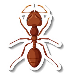 A Sticker Template With Close Up Red Ant