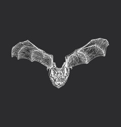 Flying Bat Sketch Drawn Halloween Symbol