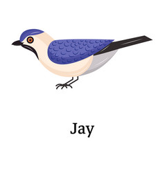 Jay