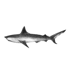 Vintage Long-tailed Porbeagle