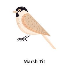 Marsh Tit