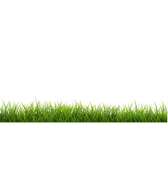 Grass Border With White Background