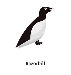 Razorbill