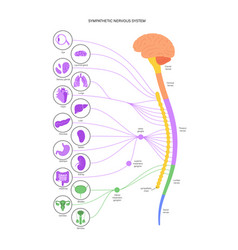 Symphathetic Nervous System