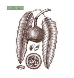 Brazil Nut Tree Hand Drawn Food Drawing