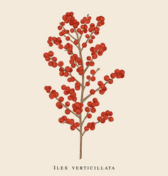 Winterberry Branch Ilex Vertical