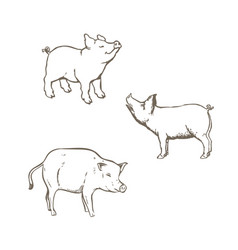 Set Of Pig Icons