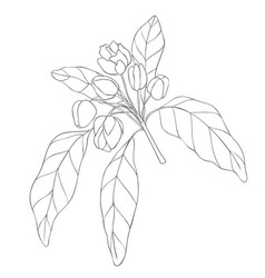 Line Art Chikoo Branch