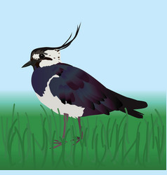 A Of Northern Lapwing