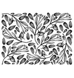 Hand Drawn Jojoba Nuts And Seeds Background