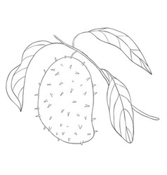 Line Art Soursop Fruit