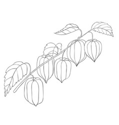 Line Art Physalis Branch