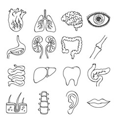 Human Organs Doodle Icon Set Drawing Sketch