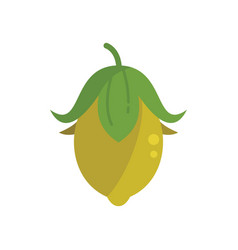 Jojoba Fruit Icon Flat Plant Seed