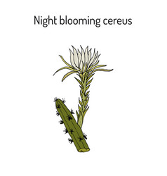 Night Blooming Cereus Cactus Grandiflorus