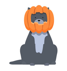 Pumpkin Dog Icon Cartoon Halloween Costume