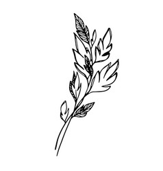 Delicate Sketch Of Leaves