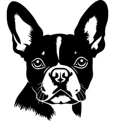 Boston Terrier - Black And White