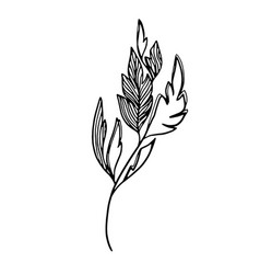 Delicate Sketch Of Leaves