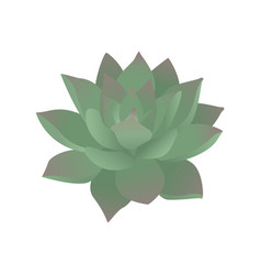 Green Succulent Echeveria