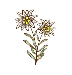 Edelweiss Flower Icon Alpine Icon Flat Web