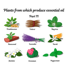 Plants From Which Produce Essential Oils Part 2