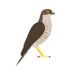 Accipiter Nisus - Eurasian Sparrow Hawk - Female