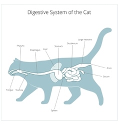 Digestive System Cat Vector Images (19)