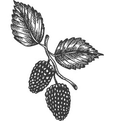 Mulberry Hand Drawn Sketch Fruit