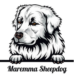 Maremma Sheepdog - Color Peeking Dogs - Dog Breed