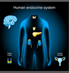 Glands Of A Human Endocrine System