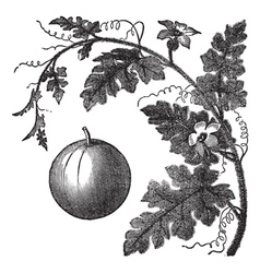 Colocynth Engraving