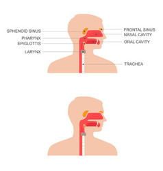 Nose Throat Anatomy