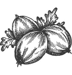 Gooseberry Hand Drawn Sketch Fruit