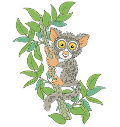 Philippine Tarsier On A Tropical Tree