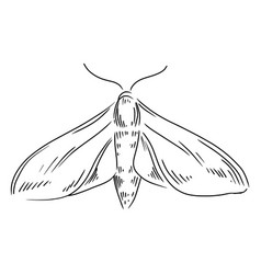 Grey Moth Hand Drawn