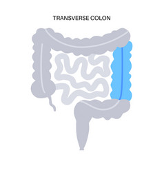 Large Intestine Anatomy