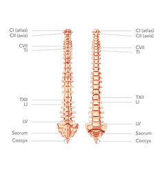 Human Vertebral Column In Anterior Posterior View