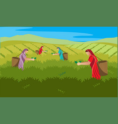 Tea Harvester Women Collecting Leaves