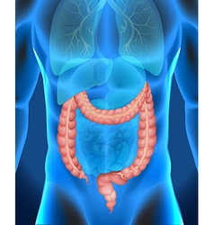 Xray Of Humans Large Intestine