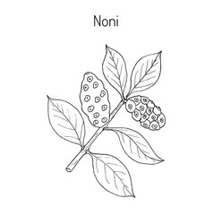 Morinda Or Noni