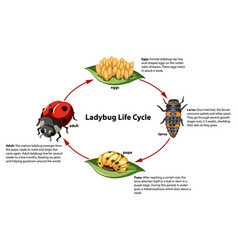 Ladybug Life Cycle A Biology Study