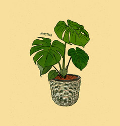 Monstera Deliciosa Also Known As Swiss Cheese