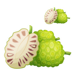 Noni Fruit Cartoon Icon