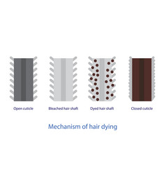 Mechanism Of Hair Dying On White Background